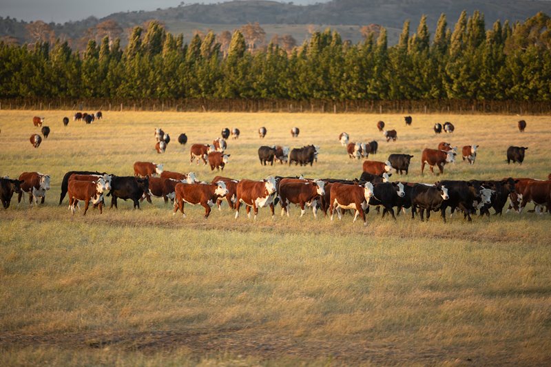 Moo-ve it: Interim orders restrict activities on a farm alleged to cause odour nuisance 