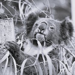 Size of habitat area matters to koalas: Planning and Environment Court of Queensland finds that a pr